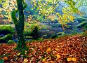 paysage 12_11_11n05